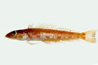 ภาพ ปลา alboguttata (Parapercis alboguttata)