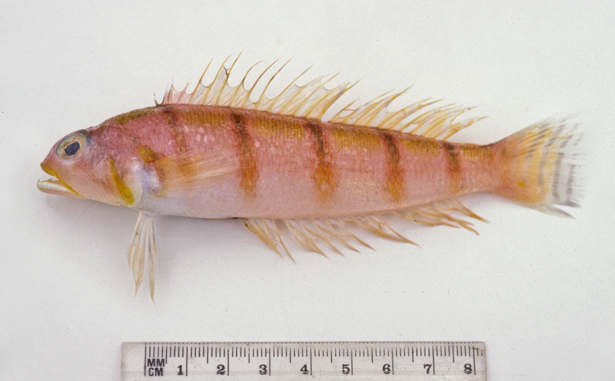 ภาพ ปลา algrahami (Parapercis algrahami)