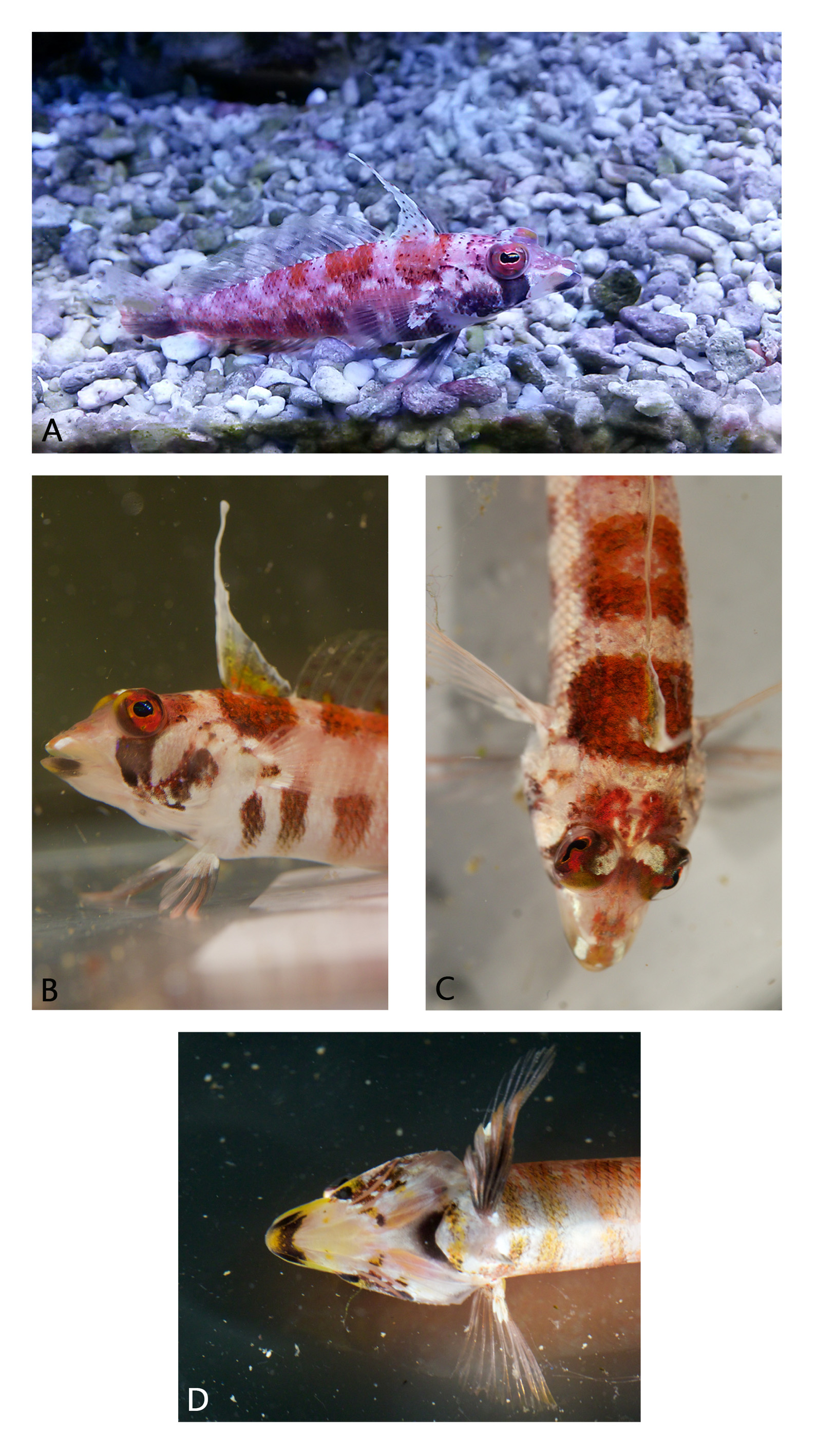 ภาพ ปลา altipinnis (Parapercis altipinnis)