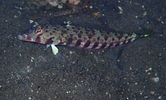 ภาพ ปลา bimacula (Parapercis bimacula)