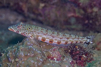 ภาพ ปลา clathrata (Parapercis clathrata)