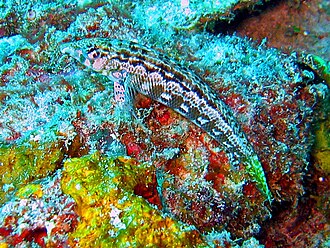 ภาพ ปลา cylindrica (Parapercis cylindrica)