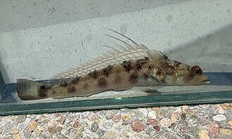 ภาพ ปลา filamentosa (Parapercis filamentosa)
