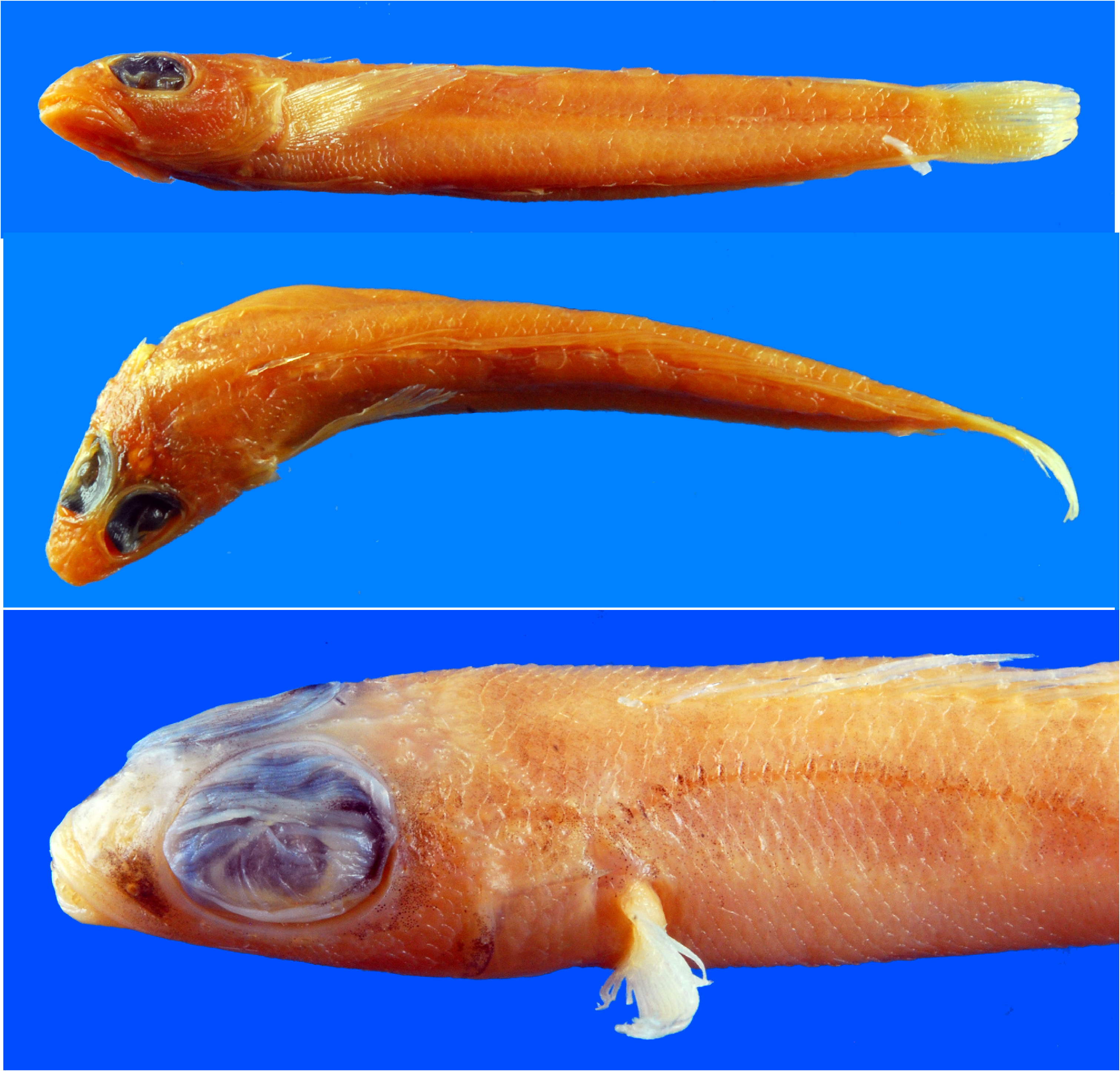 ภาพ ปลา flavescens (Parapercis flavescens)