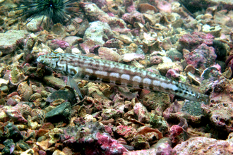 ภาพ ปลา kamoharai (Parapercis kamoharai)