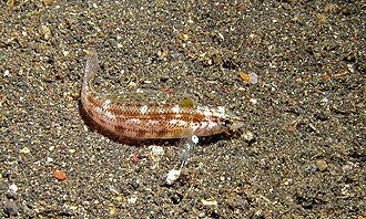 ภาพ ปลา lineopunctata (Parapercis lineopunctata)