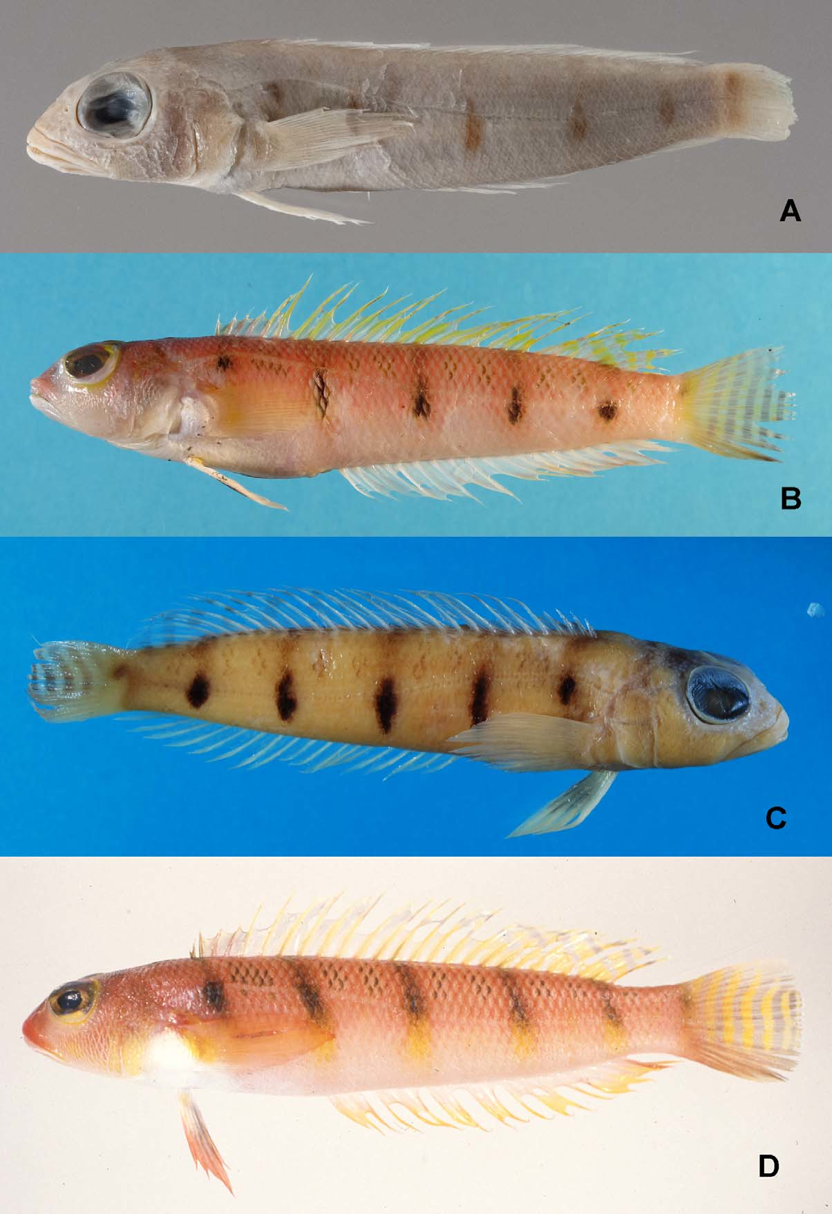 ภาพ ปลา macrophthalma (Parapercis macrophthalma)