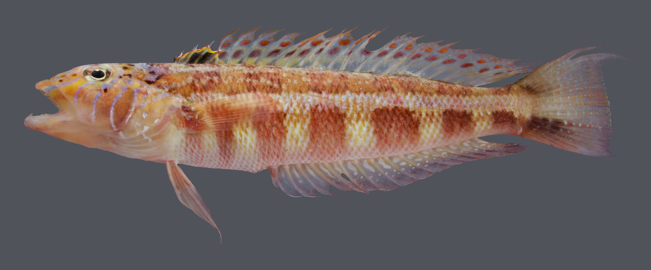 ภาพ ปลา maculata (Parapercis maculata)