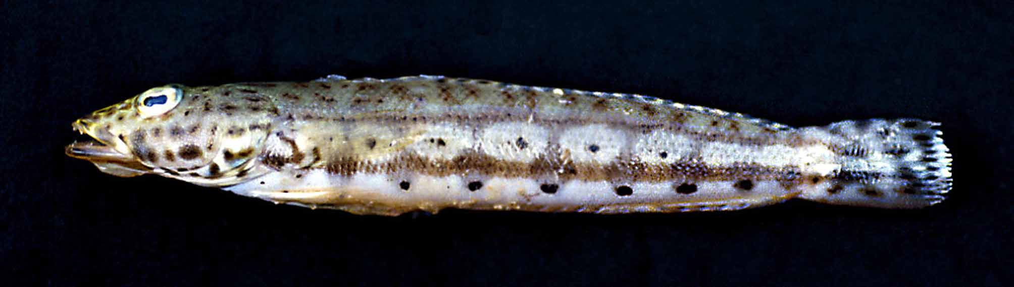 ภาพ ปลา maramara (Parapercis maramara)