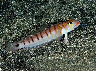 ภาพ ปลา multifasciata (Parapercis multifasciata)