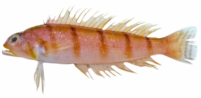 ภาพ ปลา muronis (Parapercis muronis)