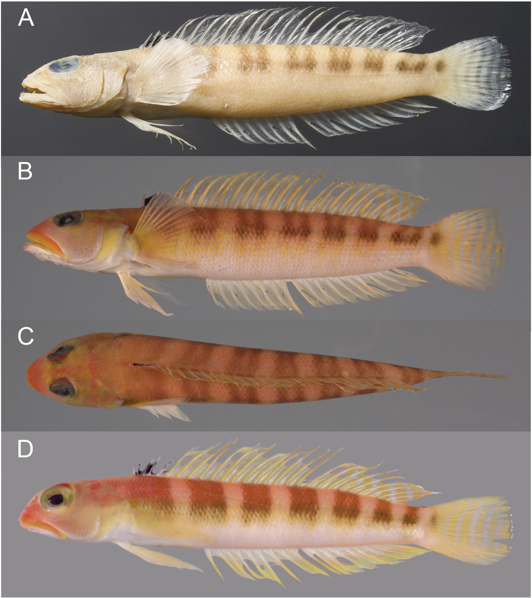 ภาพ ปลา nigrodorsalis (Parapercis nigrodorsalis)