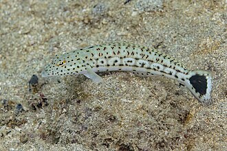 ภาพ ปลา pacifica (Parapercis pacifica)