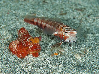 ภาพ ปลา pulchella (Parapercis pulchella)