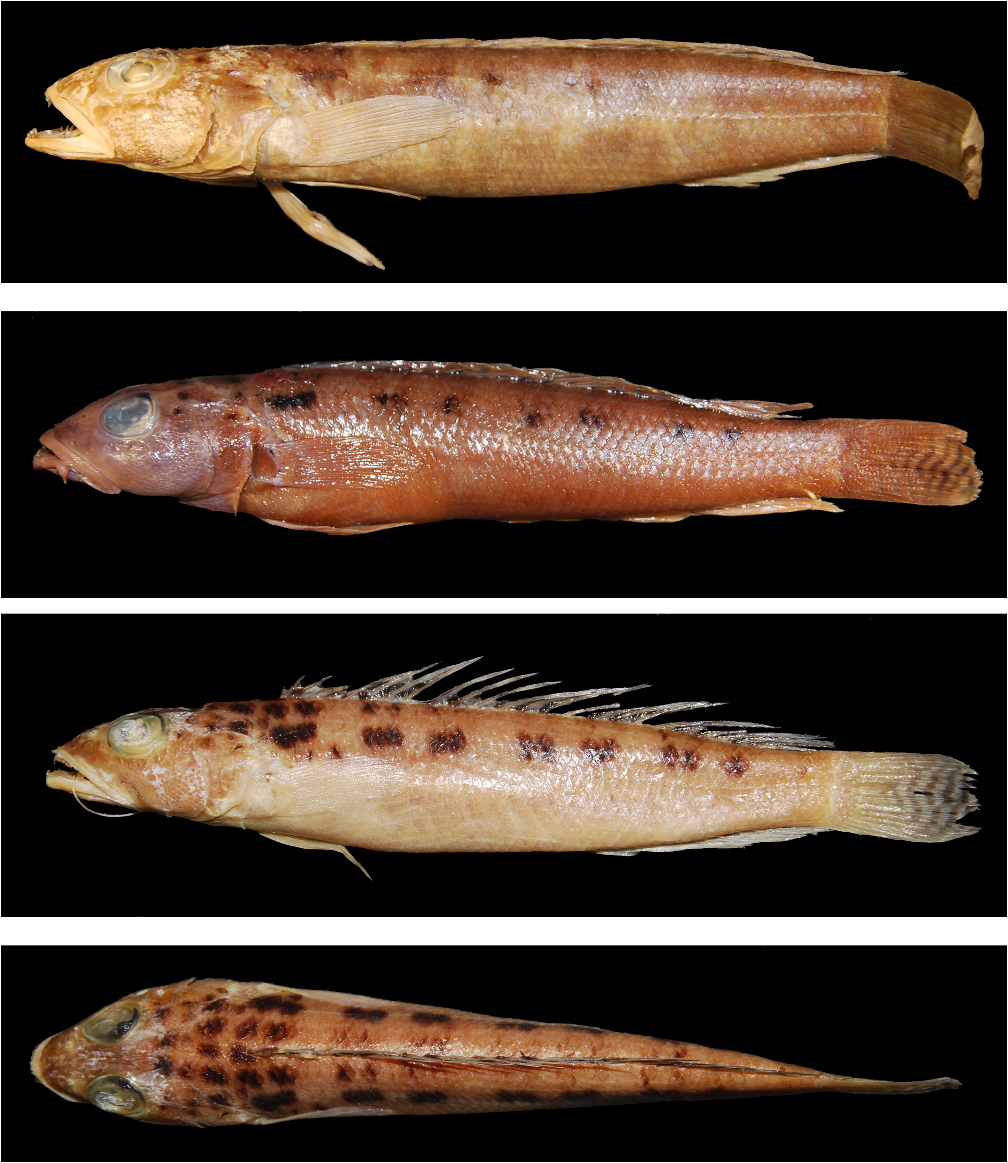 ภาพ ปลา punctata (Parapercis punctata)