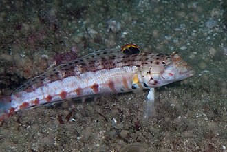 ภาพ ปลา punctulata (Parapercis punctulata)