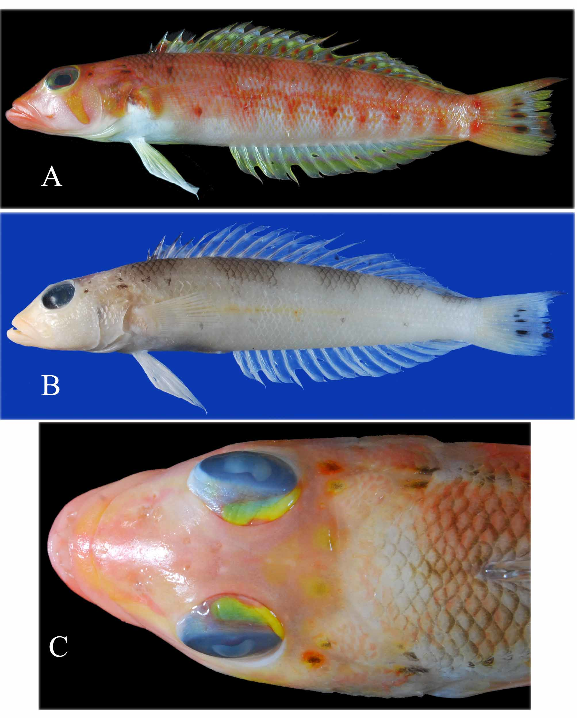 ภาพ ปลา randalli (Parapercis randalli)