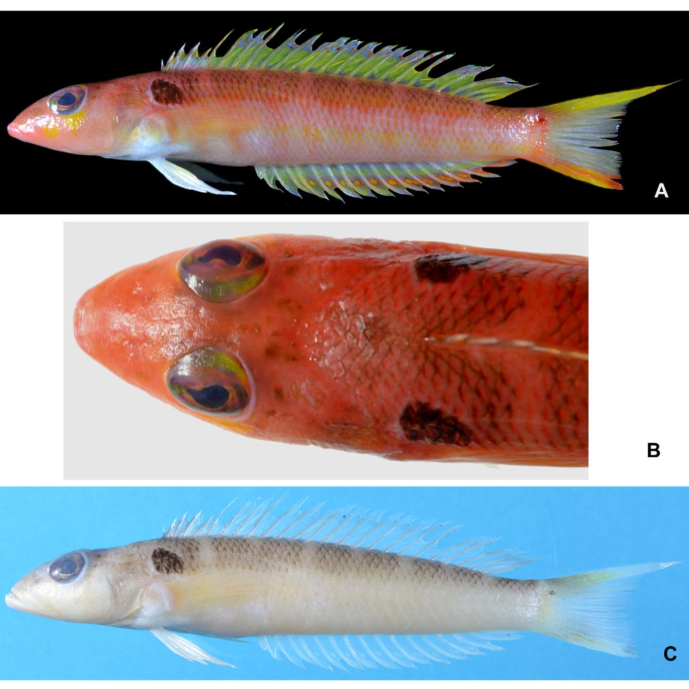 ภาพ ปลา rufa (Parapercis rufa)