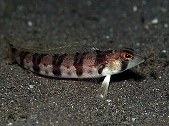 ภาพ ปลา sexfasciata (Parapercis sexfasciata)