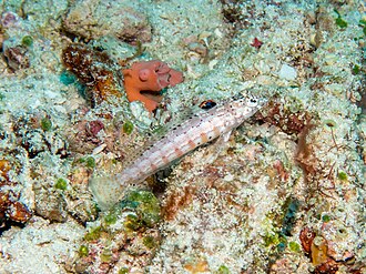 ภาพ ปลา signata (Parapercis signata)