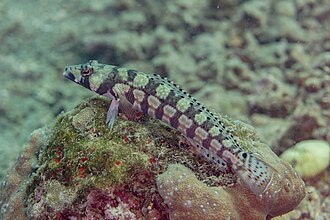 ภาพ ปลา tetracantha (Parapercis tetracantha)