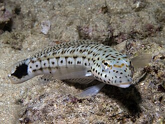 ภาพ ปลา xanthogramma (Parapercis xanthogramma)