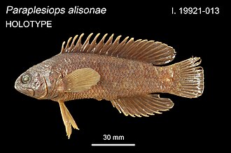 ภาพ ปลา alisonae (Paraplesiops alisonae)