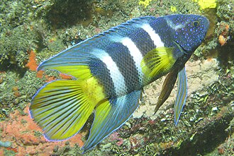 ภาพ ปลา bleekeri (Paraplesiops bleekeri)