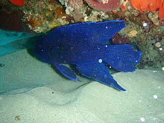 ภาพ ปลา meleagris (Paraplesiops meleagris)