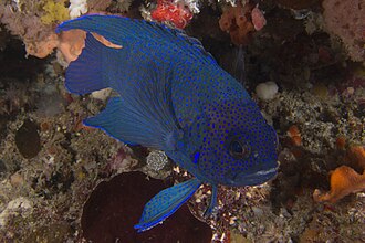 ภาพ ปลา sinclairi (Paraplesiops sinclairi)