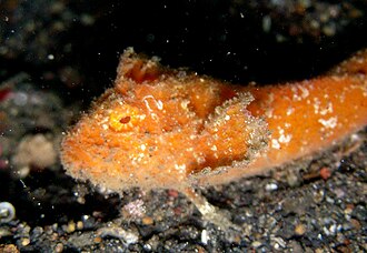ภาพ ปลา obbesi (Paraploactis obbesi)