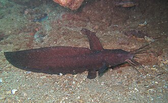 ภาพ ปลา butleri (Paraplotosus butleri)