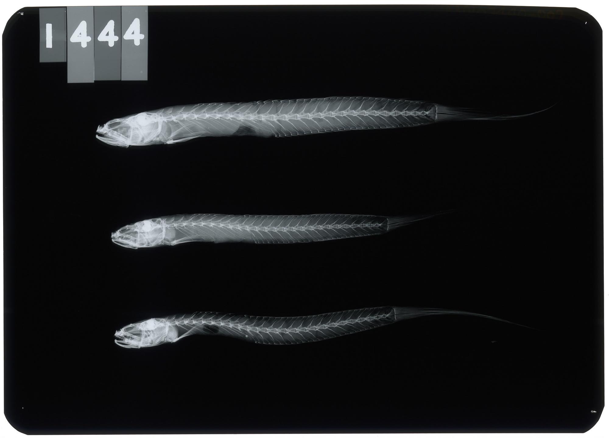 ภาพ ปลาบู่ rictuosus (Parapocryptes rictuosus)