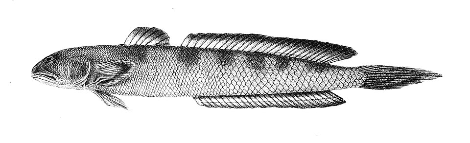 ภาพ ปลาท่องเที่ยว (Parapocryptes serperaster)