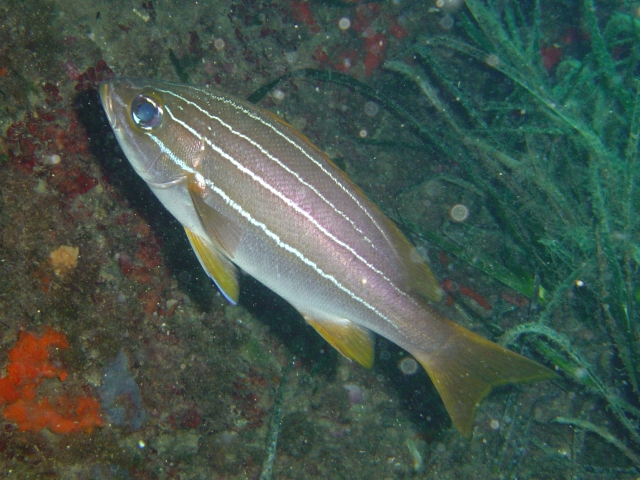 ภาพ ปลาสร้อยนกเขาแอฟริกาลายเส้น (Parapristipoma octolineatum)