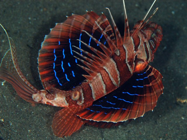 ภาพ ปลาสิงโต heterura (Parapterois heterura)