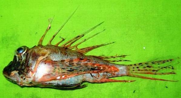 ภาพ ปลาสิงโต macrura (Parapterois macrura)