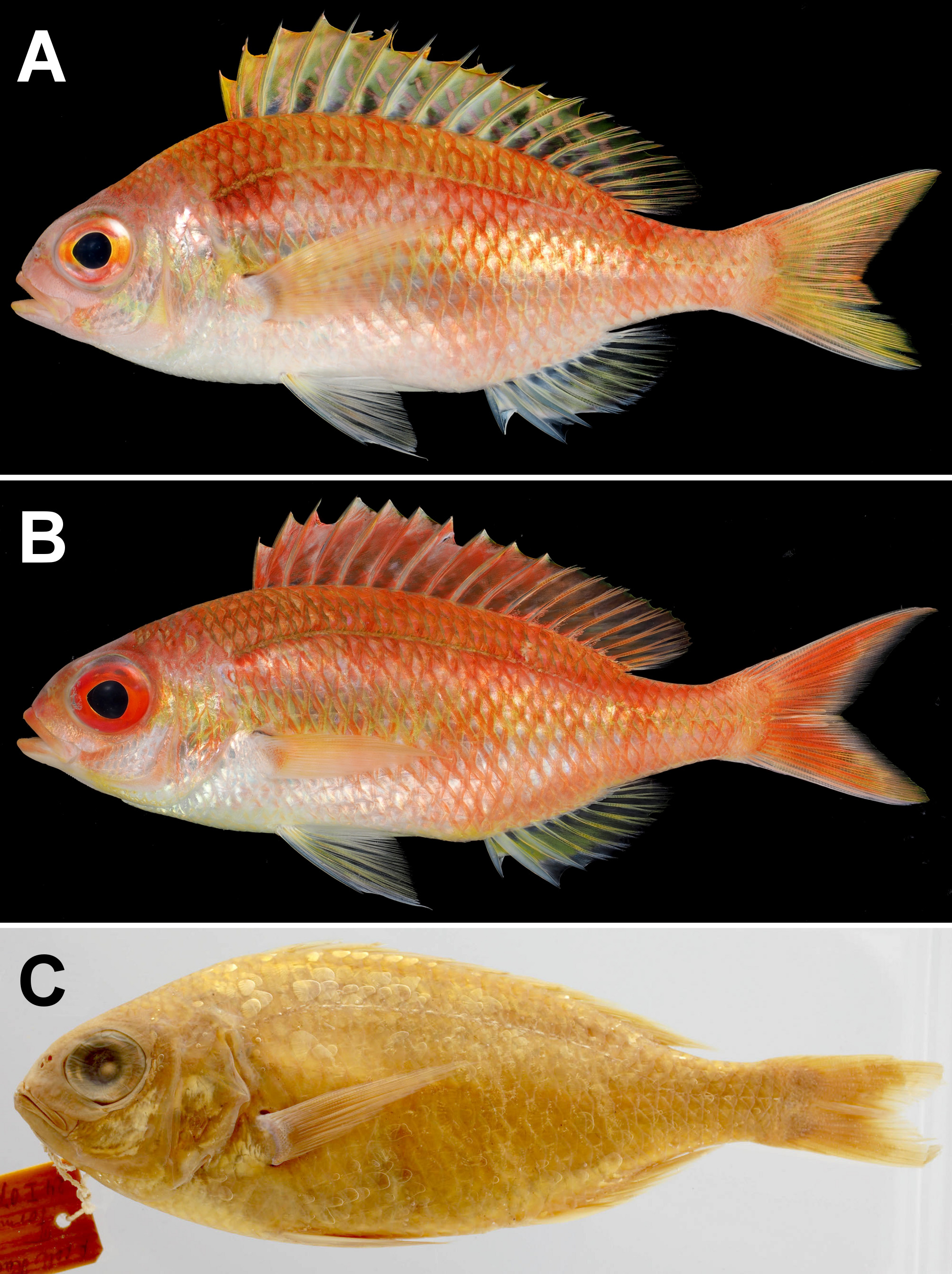 ภาพ ปลา akatamae (Parascolopsis akatamae)