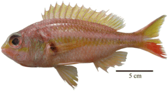 ภาพ ปลา capitinis (Parascolopsis capitinis)