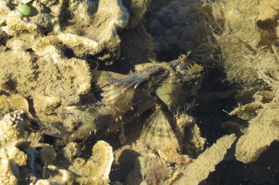 ภาพ ปลาแมงป่อง aurita (Parascorpaena aurita)
