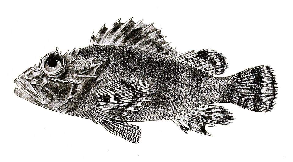 ภาพ ปลาแมงป่อง bandanensis (Parascorpaena bandanensis)