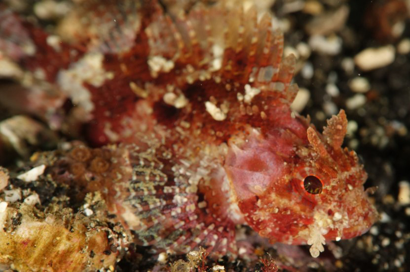 ภาพ ปลาแมงป่องทอง (Parascorpaena mossambica)