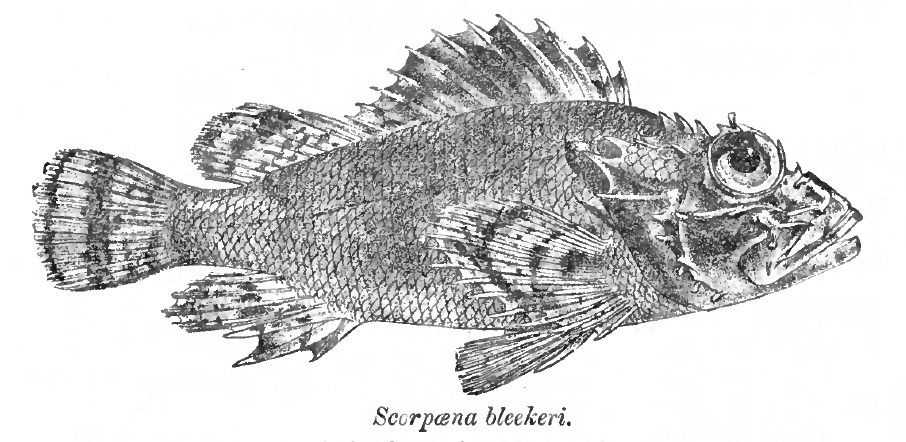 ภาพ ปลาแมงป่องลายหินอ่อนปะการัง (Parascorpaena picta)
