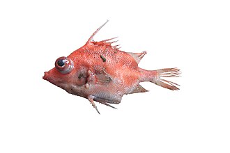 ภาพ ปลา retrospinis (Paratriacanthodes retrospinis)