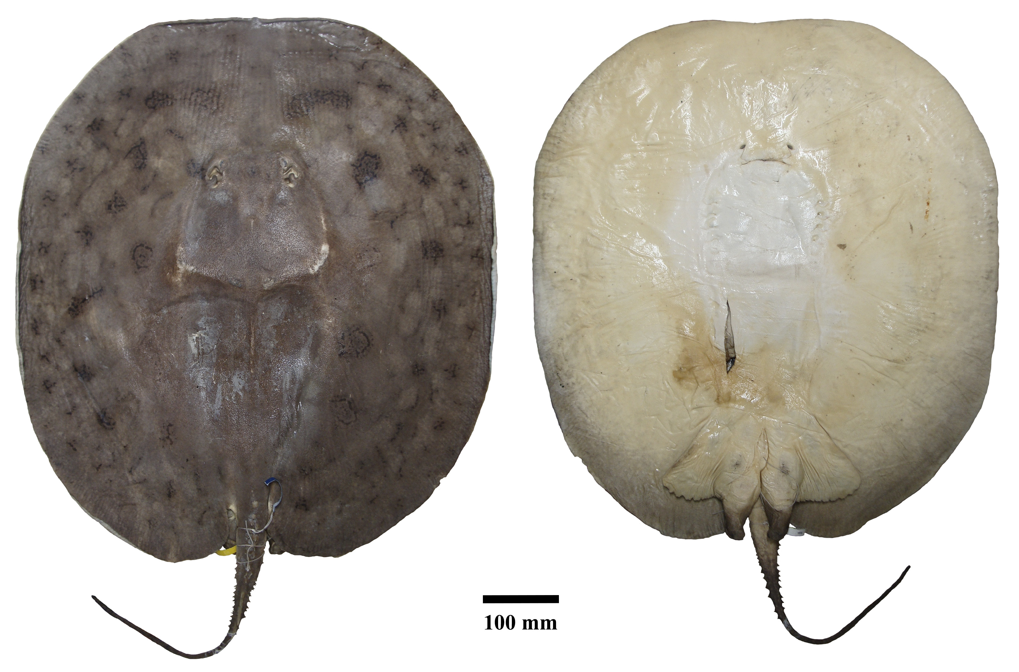 ภาพ ปลา aiereba (Paratrygon aiereba)
