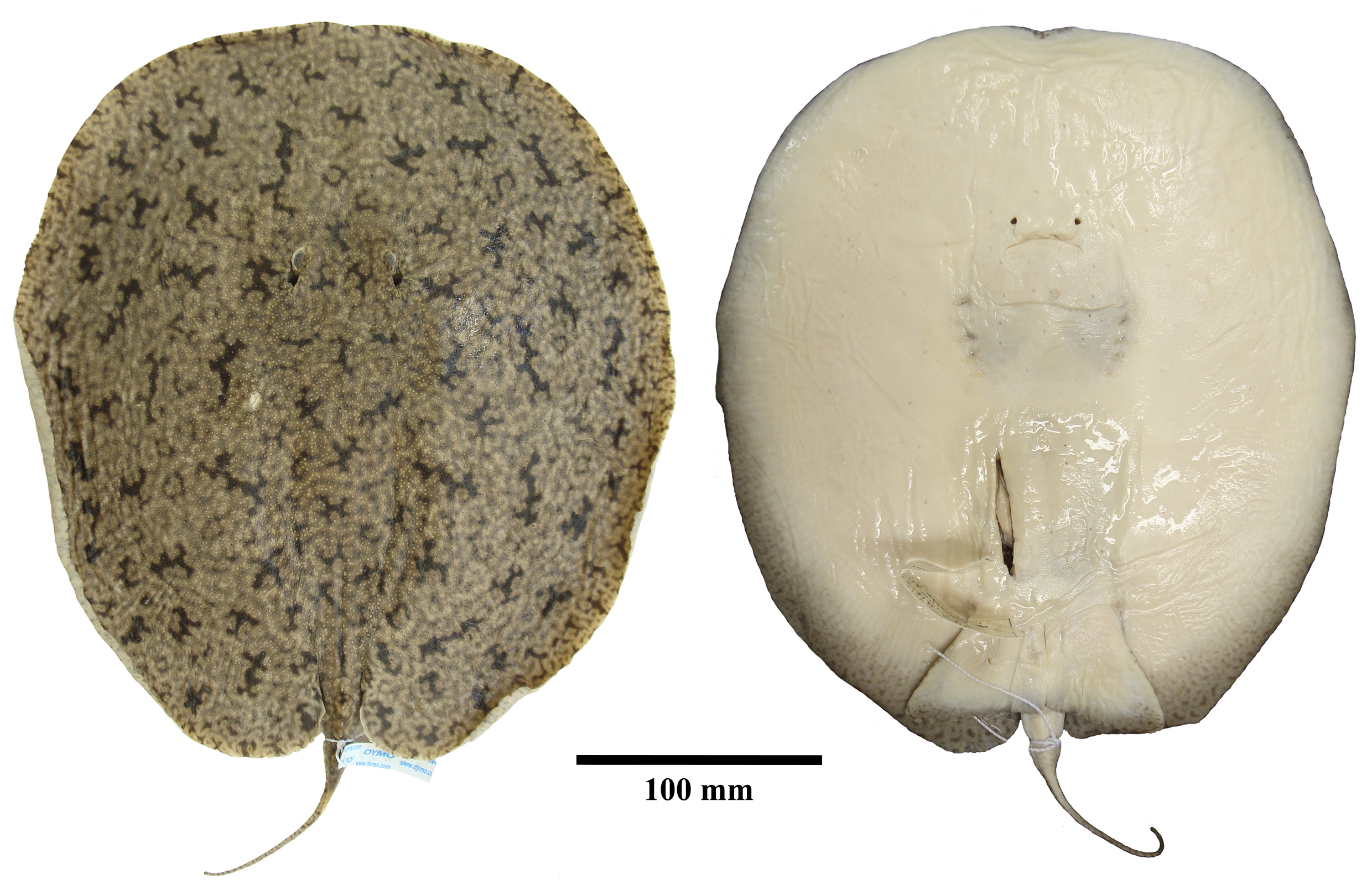 ภาพ ปลา parvaspina (Paratrygon parvaspina)