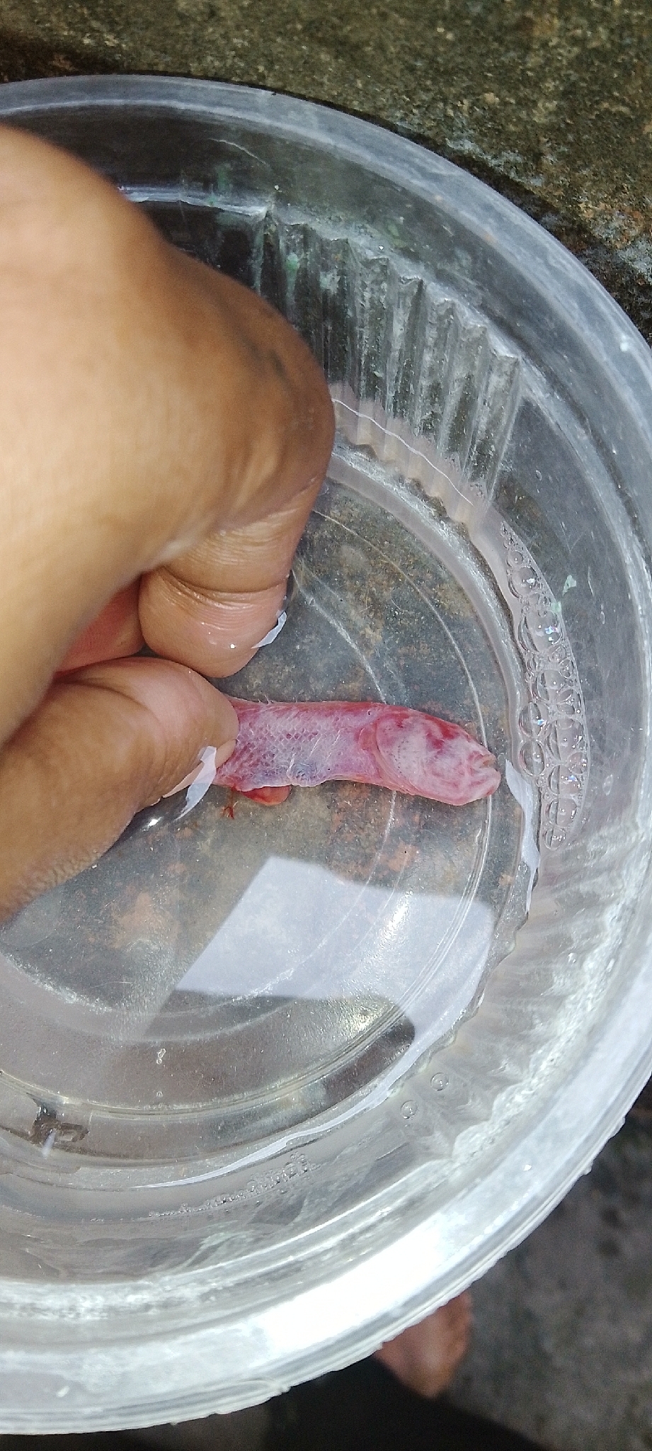 ภาพ ปลาบู่บู่ (Paratrypauchen microcephalus)