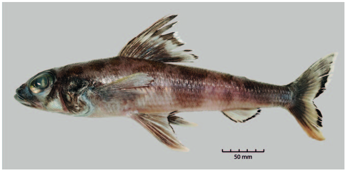 ภาพ ปลา balteatus (Paraulopus balteatus)