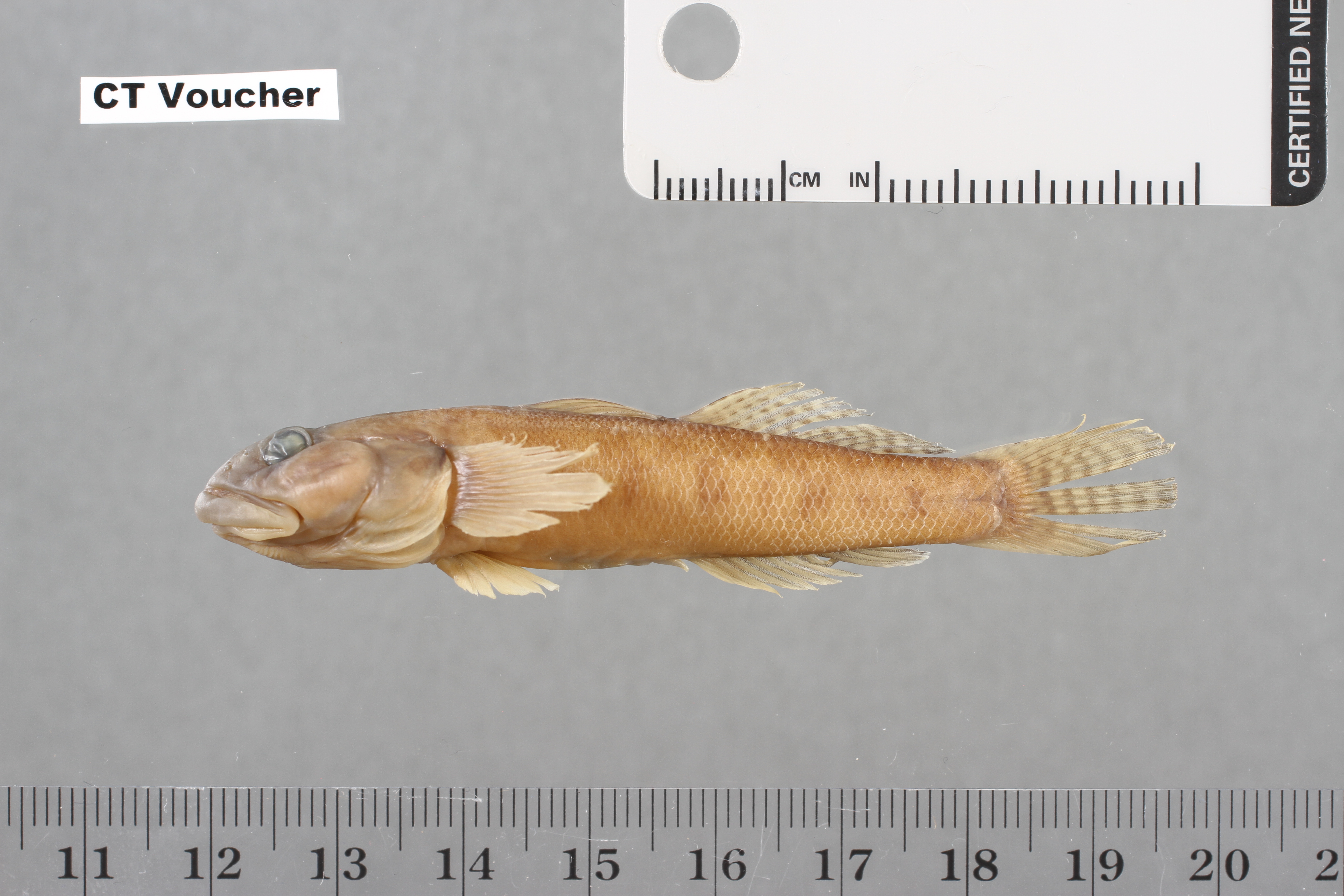 ภาพ ปลาบู่ megacephalus (Parawaous megacephalus)