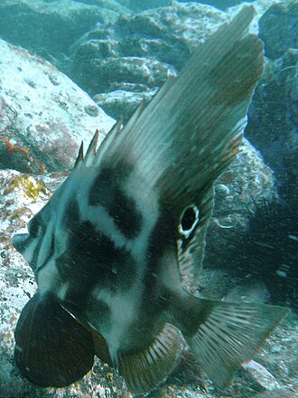 ภาพ ปลา hutchinsi (Parazanclistius hutchinsi)